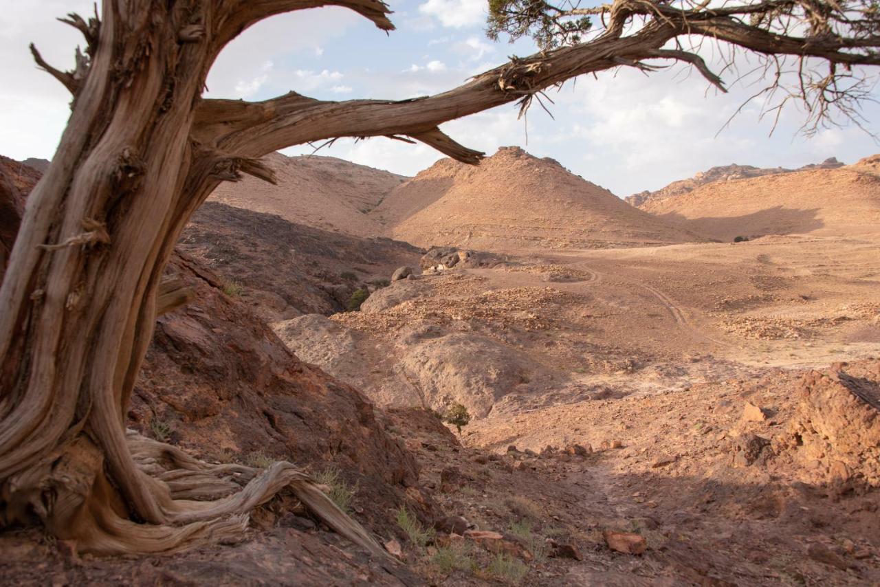 Bedouin Pink Ecohouse Bed & Breakfast Wadi Musa Eksteriør bilde